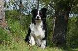 BORDER COLLIE 878